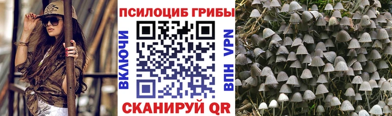 купить наркотик  Злынка  ОМГ ОМГ вход  Псилоцибиновые грибы Psilocybe 